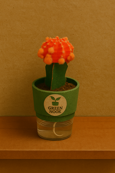 moon cactus plant live indoor plant with self watering pot.