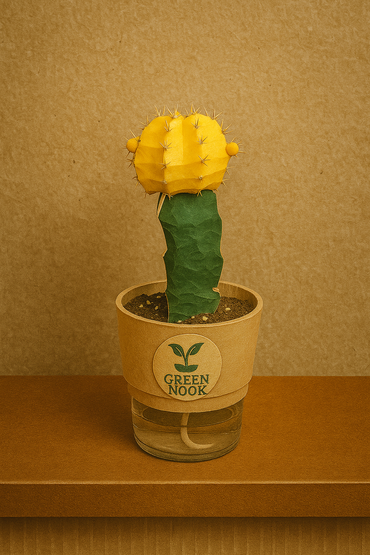 moon cactus plant live indoor plant with self watering pot.