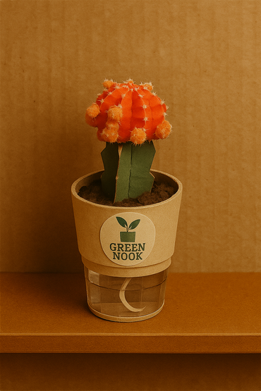 moon cactus plant live indoor plant with self watering pot.