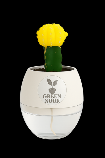 moon cactus plant live indoor plant with self watering pot.