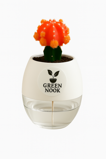 moon cactus plant live indoor plant with self watering pot.