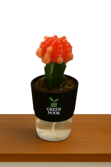 moon cactus plant live indoor plant with self watering pot.