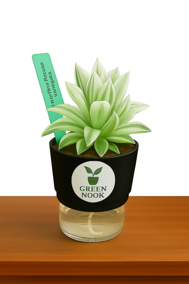 Haworthia retusa plant live indoor plant with self watering pot.