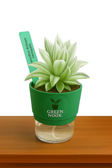 Haworthia retusa plant live indoor plant with self watering pot.
