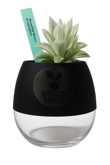 Haworthia retusa plant live indoor plant with self watering pot.