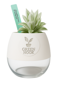 Haworthia retusa plant live indoor plant with self watering pot.