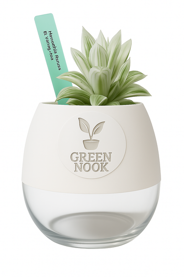 Haworthia retusa plant live indoor plant with self watering pot.
