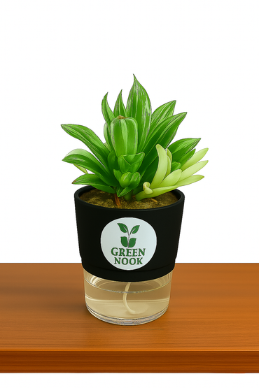Haworthia limiforia plant live air  purifying indoor plant with self watering pot.