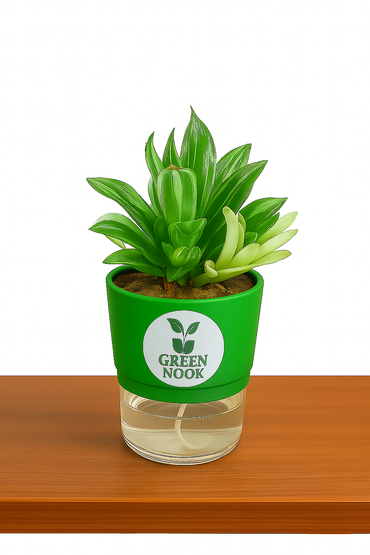 Haworthia limiforia plant live air  purifying indoor plant with self watering pot.
