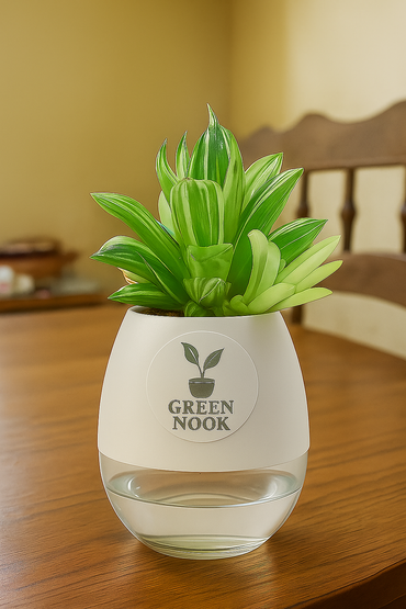 Haworthia limiforia plant live air  purifying indoor plant with self watering pot.