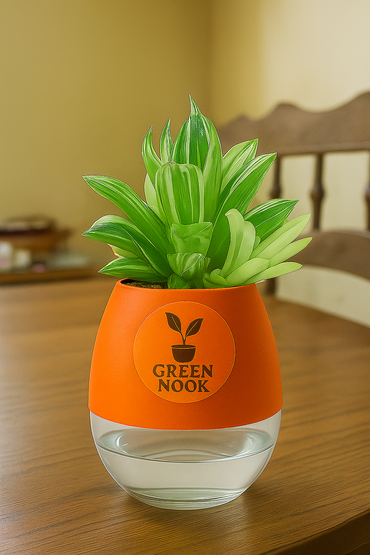 Haworthia limiforia plant live air  purifying indoor plant with self watering pot.