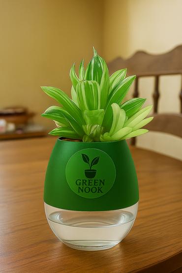 Haworthia limiforia plant live air  purifying indoor plant with self watering pot.