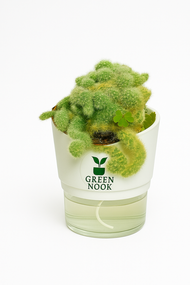 Cactus plants live air  purifying indoor plant with self watering pot.