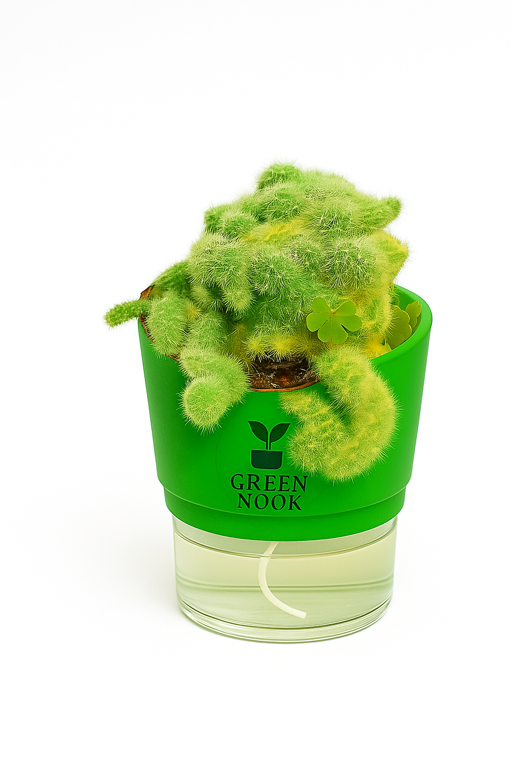 Cactus plants live air  purifying indoor plant with self watering pot.