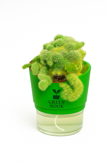 Cactus plants live air  purifying indoor plant with self watering pot.