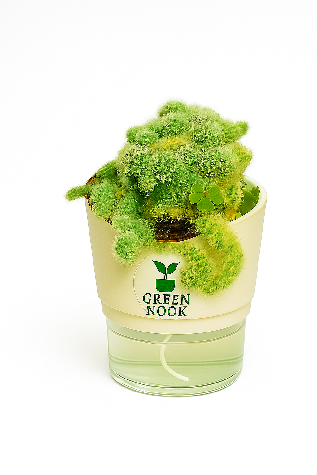 Cactus plants live air  purifying indoor plant with self watering pot