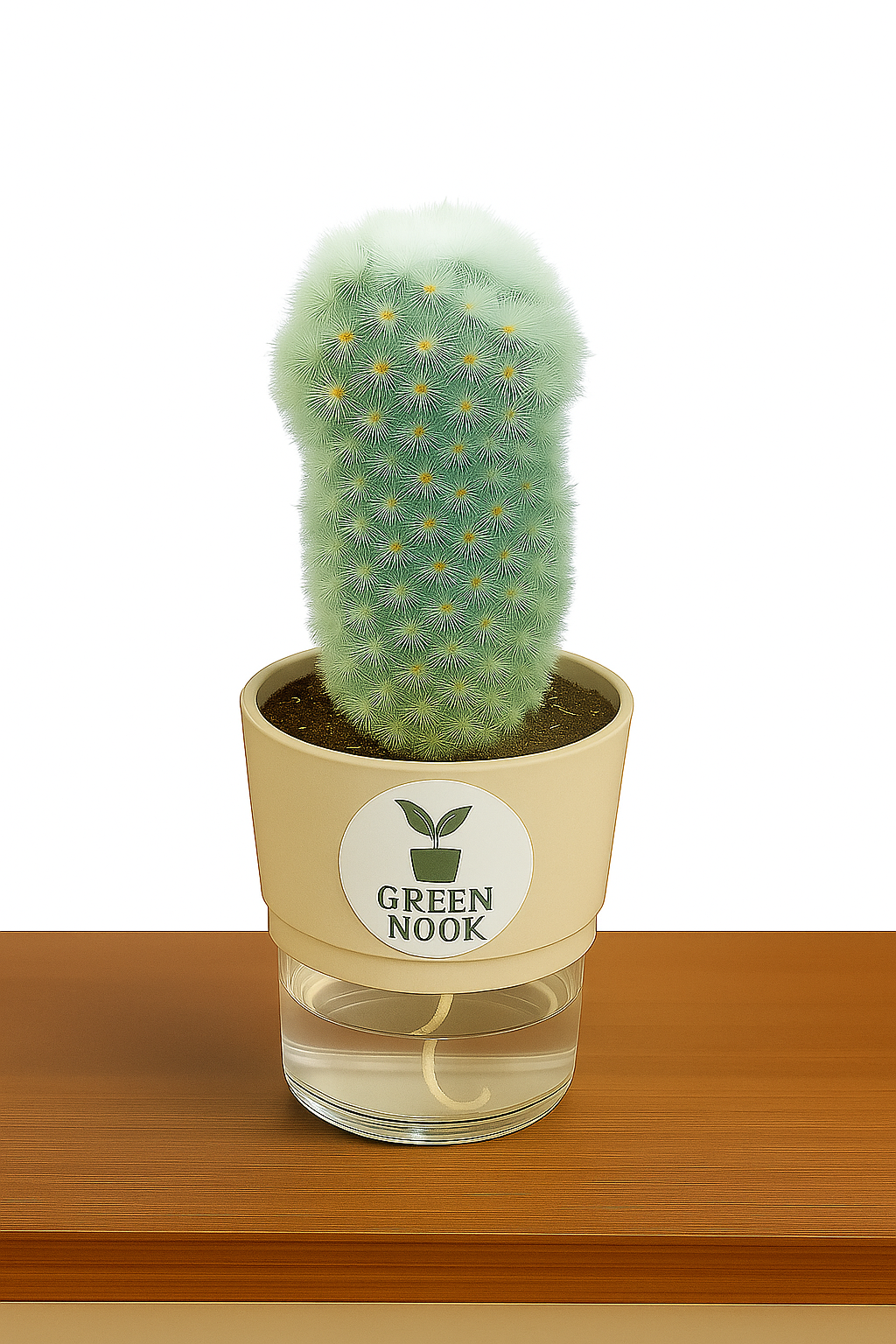 Cactus plants live air  purifying indoor plant with self watering pot