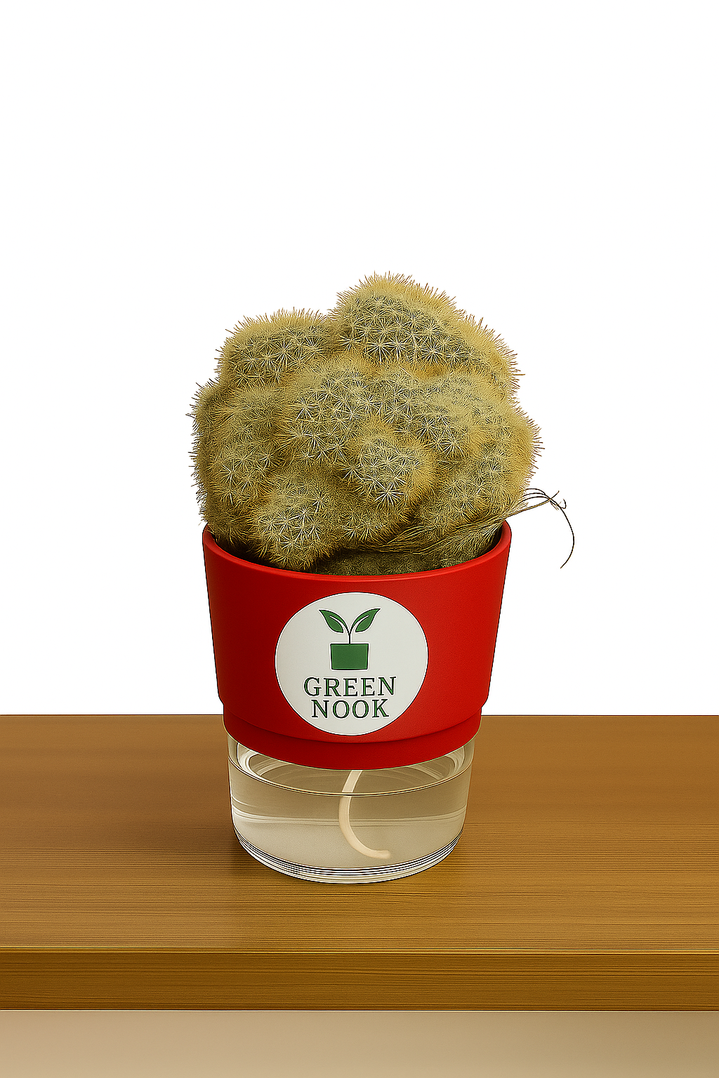 Cactus plants live air  purifying indoor plant with self watering pot