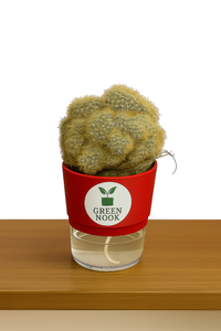 Cactus plants live air  purifying indoor plant with self watering pot