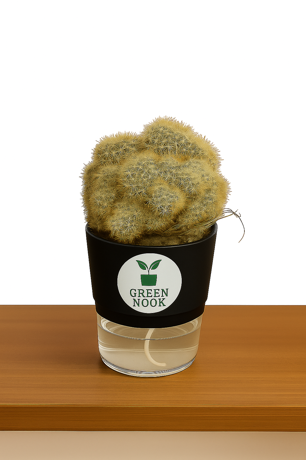 Cactus plants live air  purifying indoor plant with self watering pot.