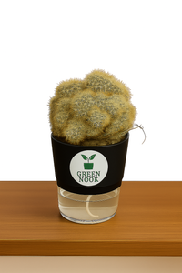 Cactus plants live air  purifying indoor plant with self watering pot.