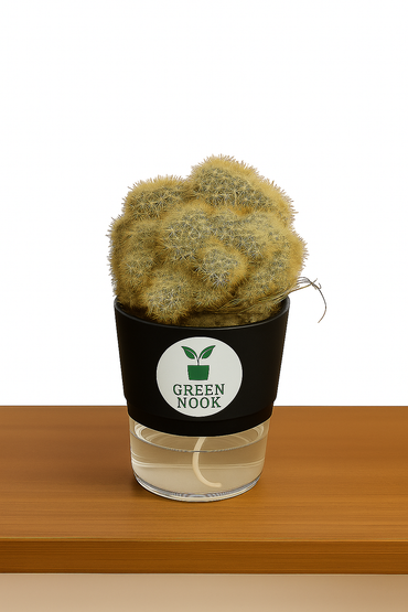 Cactus plants live air  purifying indoor plant with self watering pot.