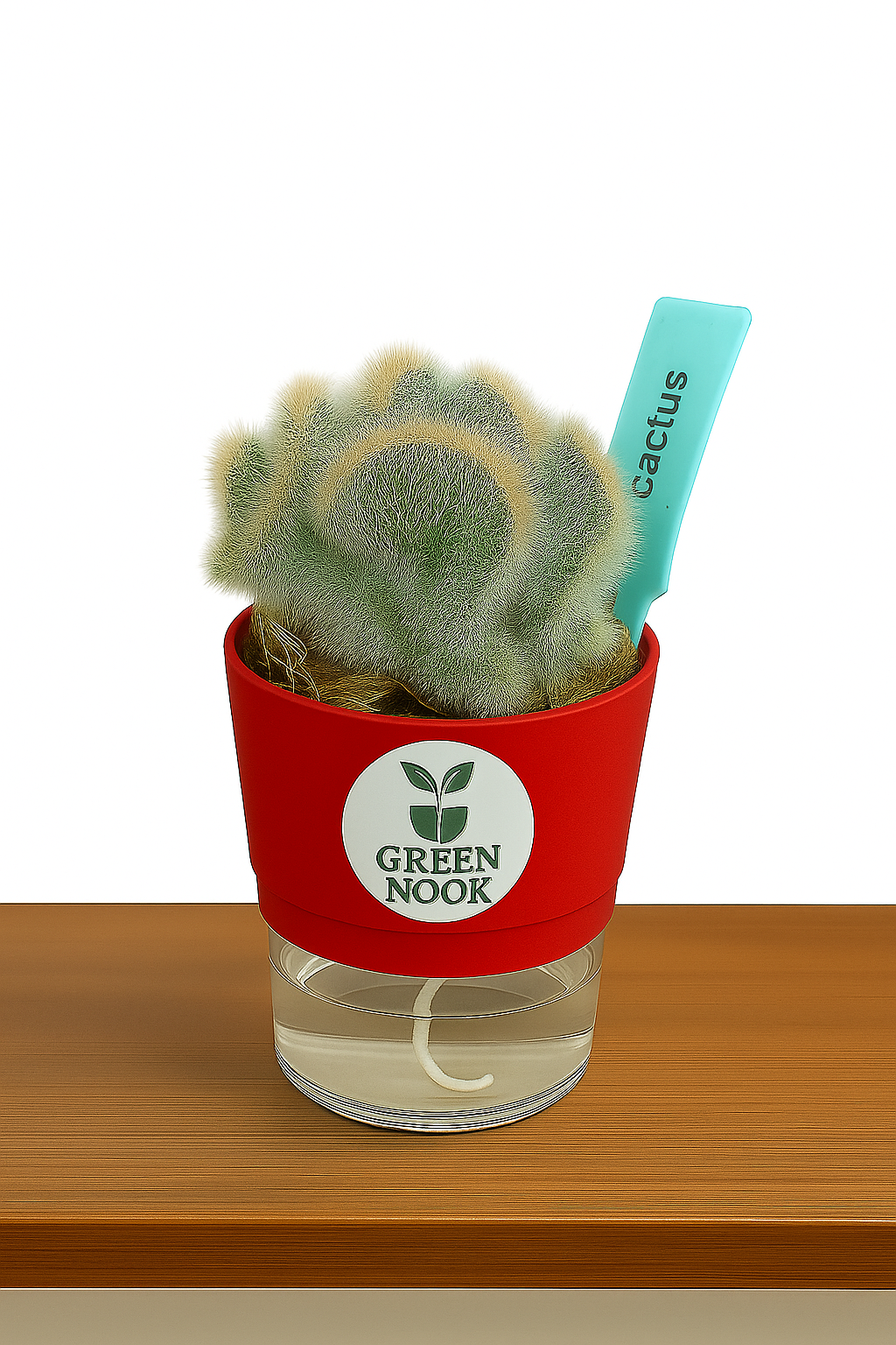 Cactus plants live air  purifying indoor plant with self watering pot.