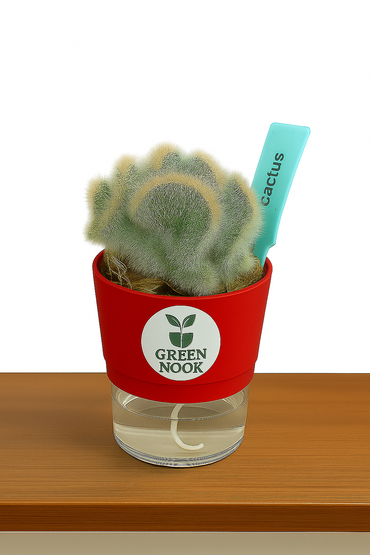 Cactus plants live air  purifying indoor plant with self watering pot.