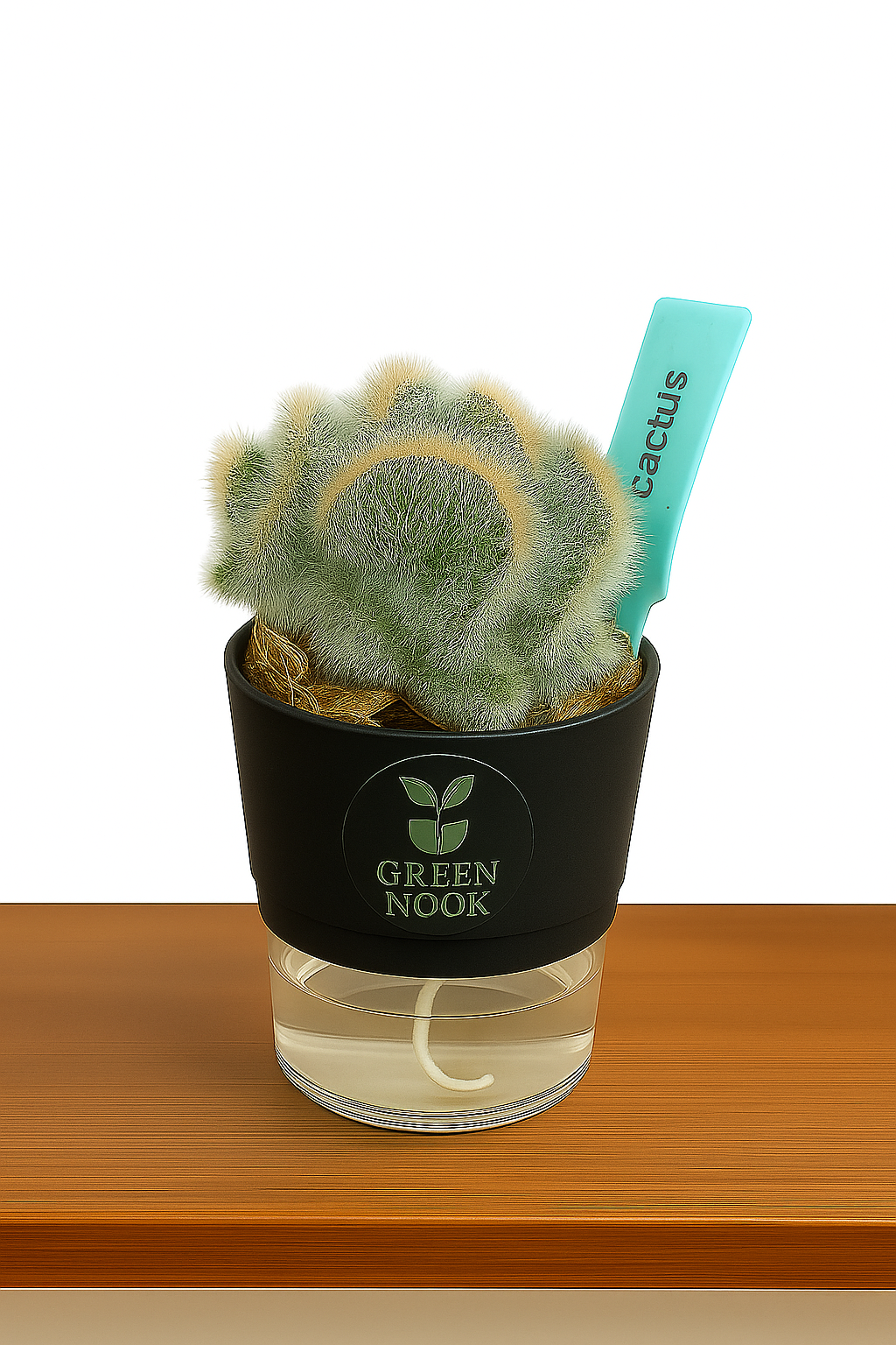Cactus plants live air  purifying indoor plant with self watering pot.