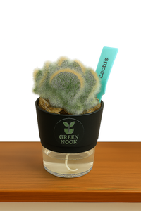 Cactus plants live air  purifying indoor plant with self watering pot.