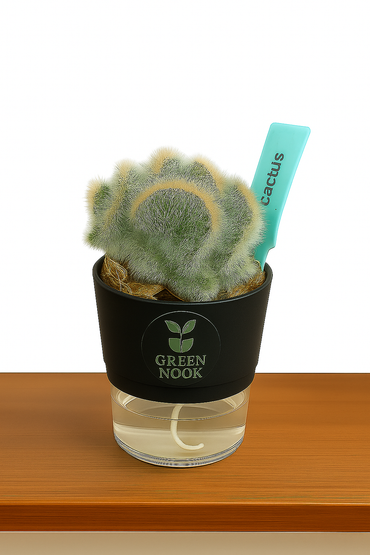 Cactus plants live air  purifying indoor plant with self watering pot.