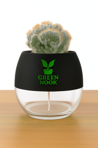 Cactus plants live air  purifying indoor plant with self watering pot