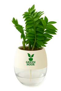 Zamioculas Zamiifolia plant live air  purifying indoor plant with self watering pot.