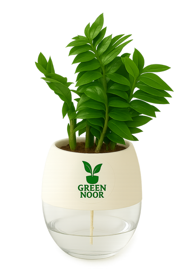 Zamioculas Zamiifolia plant live air  purifying indoor plant with self watering pot.