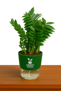 Zamioculas Zamiifolia plant live air  purifying indoor plant with self watering pot.