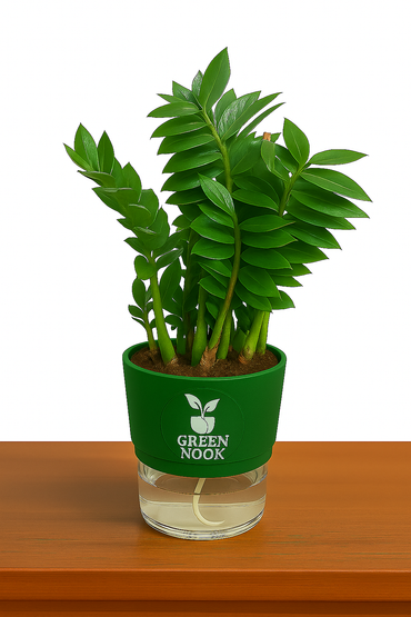 Zamioculas Zamiifolia plant live air  purifying indoor plant with self watering pot.