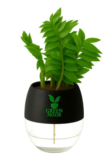 Zamioculas Zamiifolia plant live air  purifying indoor plant with self watering pot.