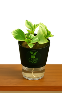 Peperomia Variegated plant live air purifying indoor plant with self watering pot.