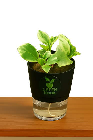Peperomia Variegated plant live air purifying indoor plant with self watering pot.