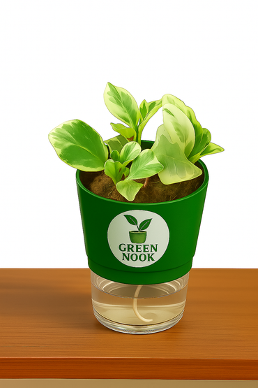 Peperomia Variegated plant live air purifying indoor plant with self watering pot.
