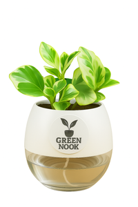 Peperomia Variegated plant live air purifying indoor plant with self watering pot.