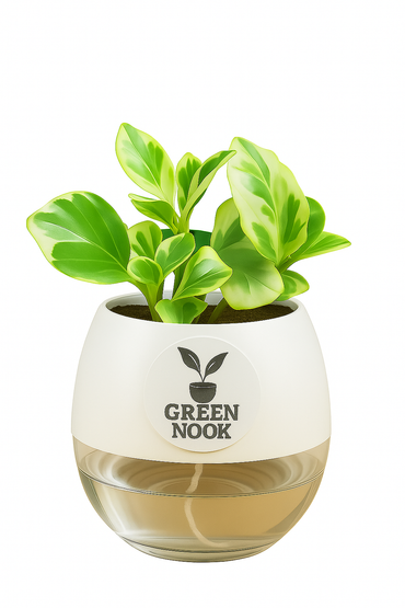Peperomia Variegated plant live air purifying indoor plant with self watering pot.