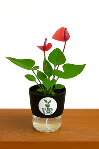 Anthurium Red plant flamingo flower plant live air purifying indoor plant with self watering pot.