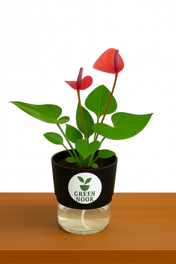 Anthurium Red plant flamingo flower plant live air purifying indoor plant with self watering pot.