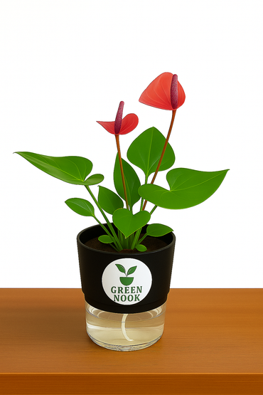 Anthurium Red plant flamingo flower plant live air purifying indoor plant with self watering pot.