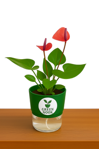 Anthurium Red plant flamingo flower plant live air purifying indoor plant with self watering pot.