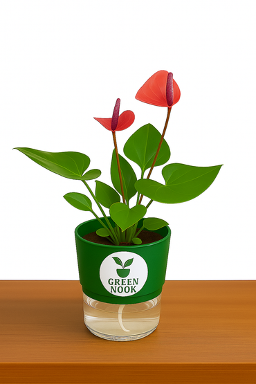 Anthurium Red plant flamingo flower plant live air purifying indoor plant with self watering pot.
