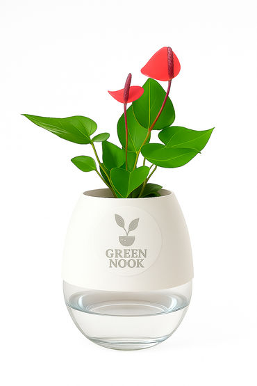 Anthurium Red plant flamingo flower plant live air purifying indoor plant with self watering pot.