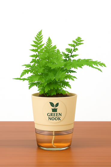 Araucaria plant live air purifying indoor plant with self watering pot.