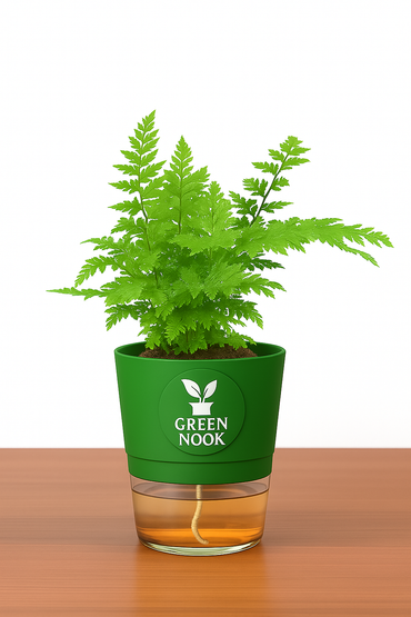 Araucaria plant live air purifying indoor plant with self watering pot.